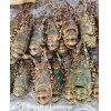 Tiger Lobsters