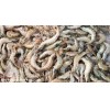 Live Shrimps