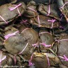 Mud Crabs
