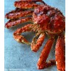 Red King Crab