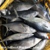 Frozen Tuna Fish